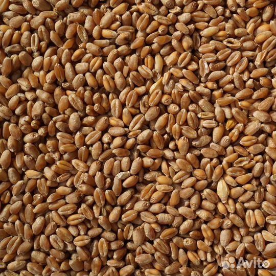 Зерно пшеница