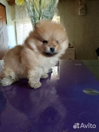 Померанский шпиц мальчик