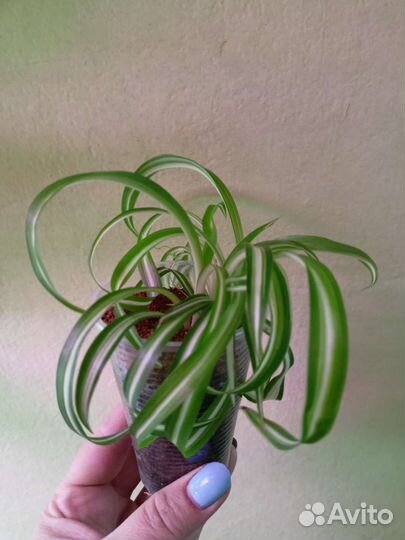 Хлорофитум бони