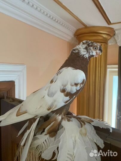 Голуби узбекские