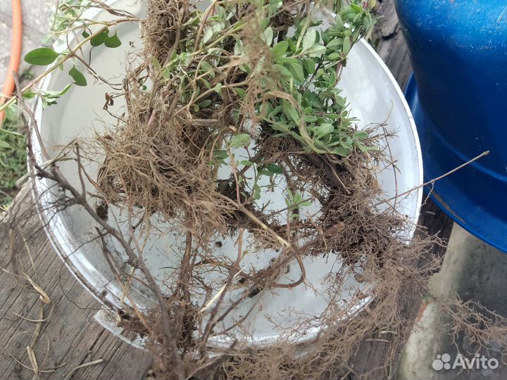 Чабрец (тимьян)