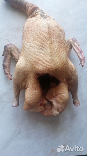 Утка домашняя мясо