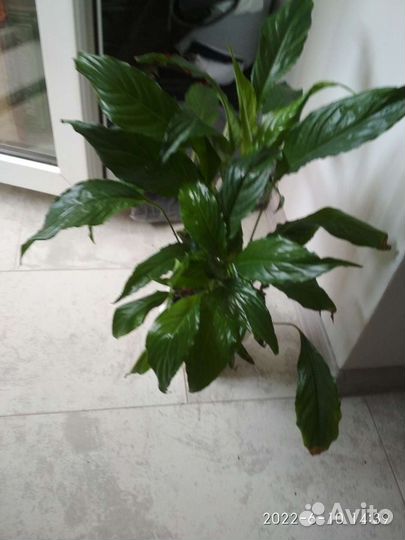 Спатифиллум