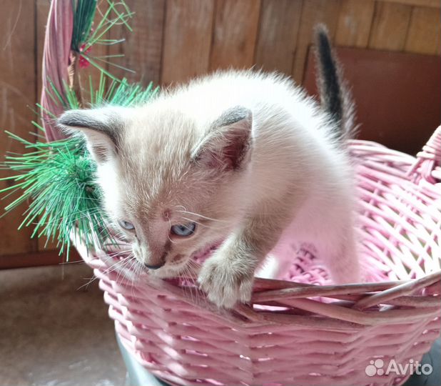 Кошка в дар