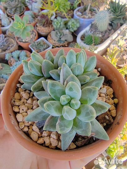 Пахифитум компактный