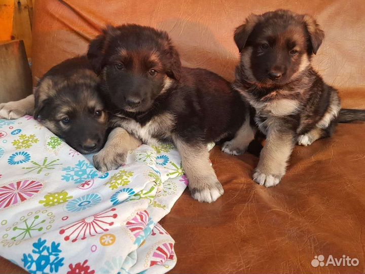 Отдам в добрые руки