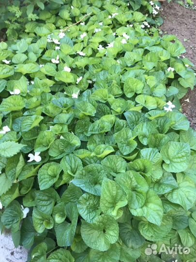 Фиалка белая многолетняя