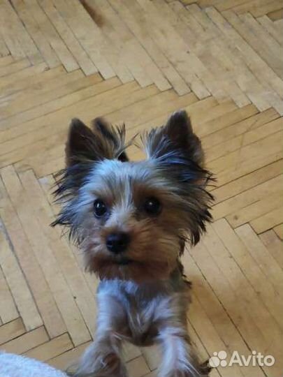 Йоркширский терьер