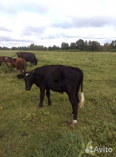 Тёлка и бычок