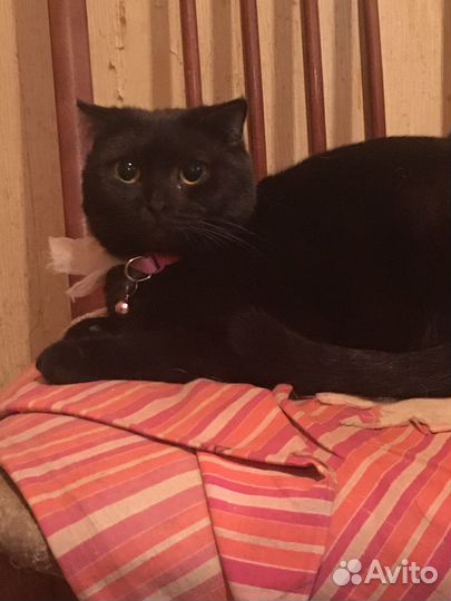 Британская