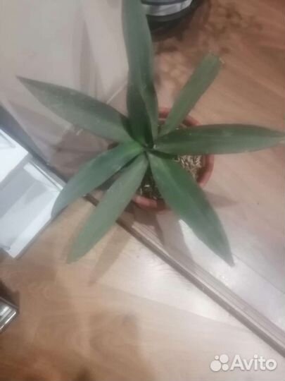 Цветы в горшках