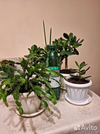 Декабрист и денежное дерево