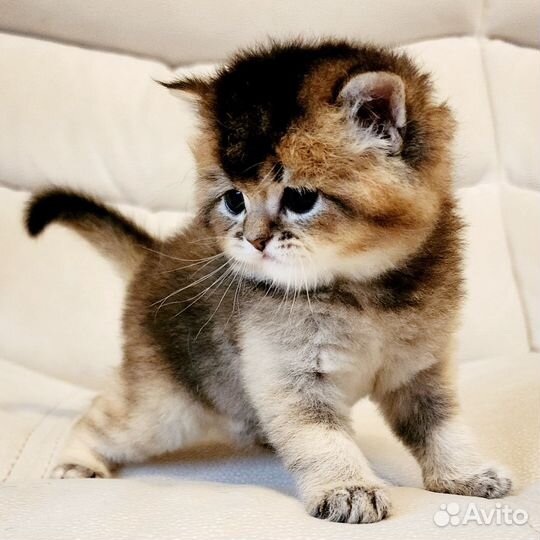 Шотландский котик