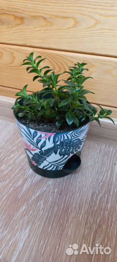 Немантус,Золотая рыбка