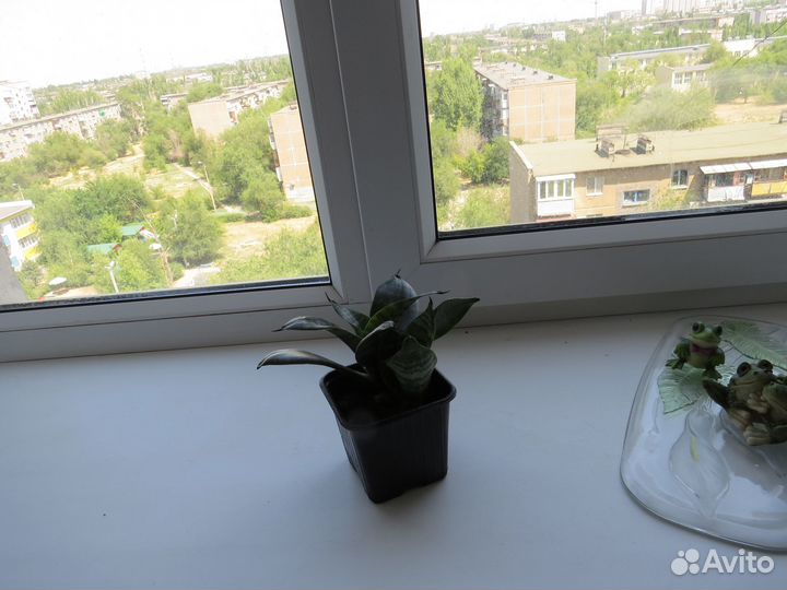 Сансевьера