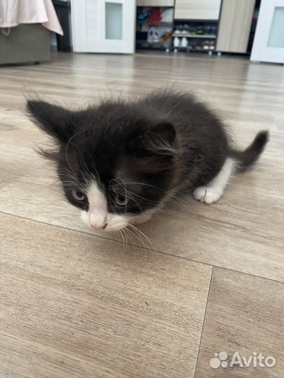 Котёнок в добрые руки бесплатно