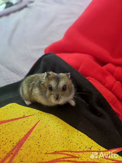 Джунгарский хомяк с клеткой