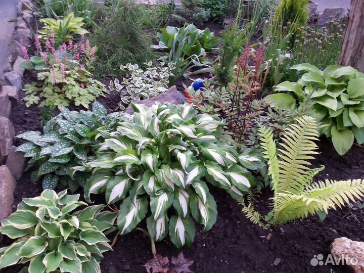 Многолетники