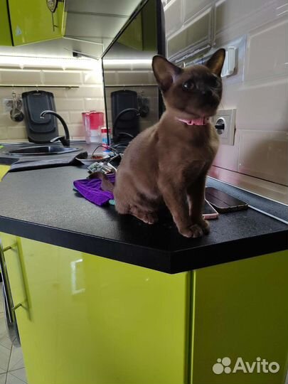Бурманские котята