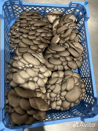 Грибы вешенка