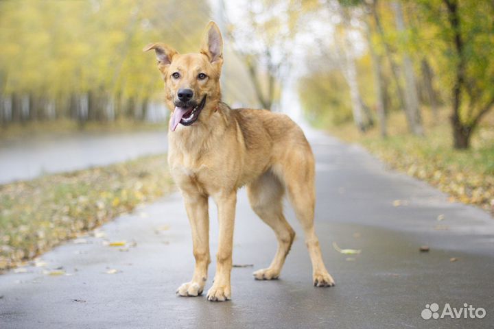Собака в добрые руки
