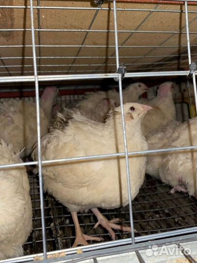 Инкубационное яйцо перепела