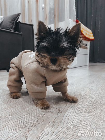 Одежда для собак мелких пород