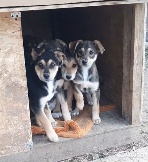 Щеночки помесь два месяца