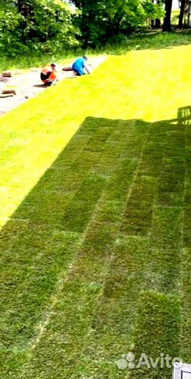 Рулонный газон 