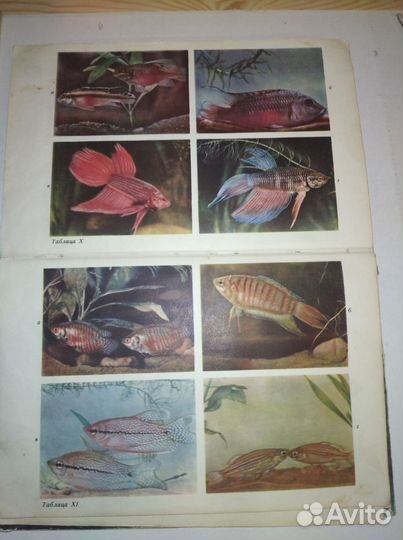 М.Н. Ильин. Аквариумное рыбоводство. 1965 год