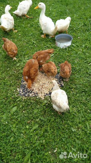 Домашнее куриное яйцо