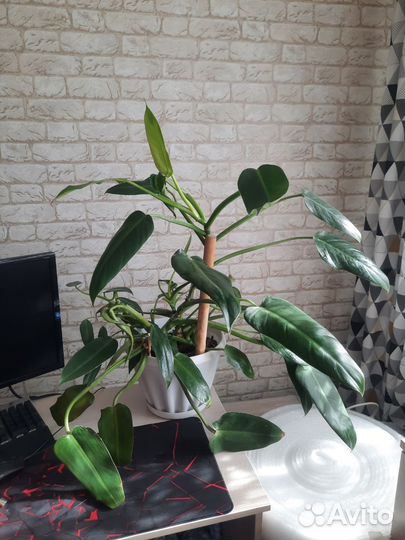 Большой комнатный цветок