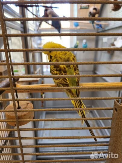 Выставочный волнистый попугай