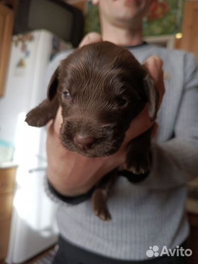 Щенки спаниеля