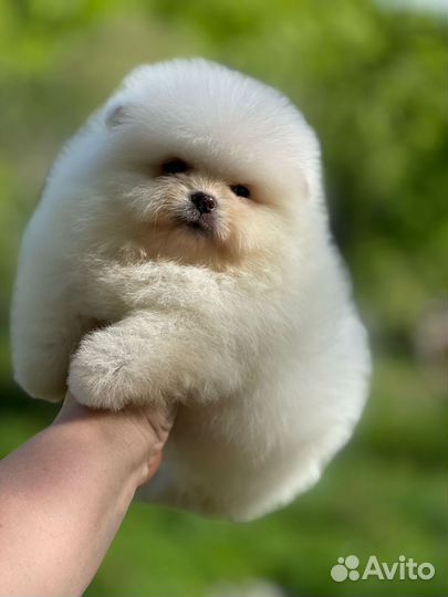 Супер мальчик померанского шпица