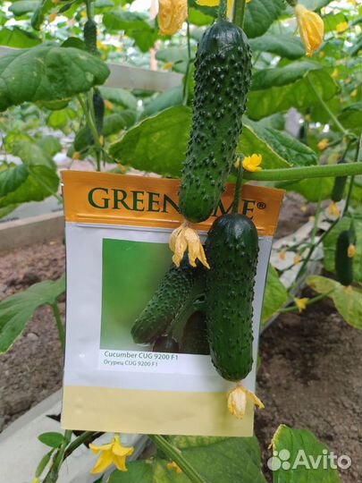 Семена огурца Хорс F1 (CUG-9200 F1)