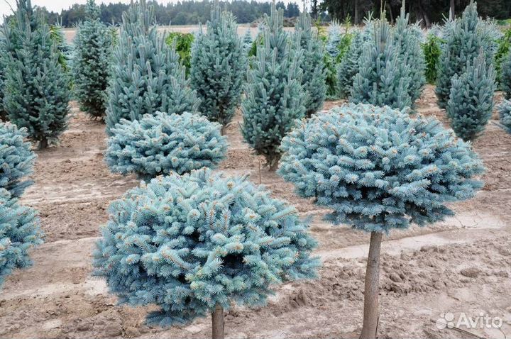 Ель голубая Глуока Picea Glauca на штамбе