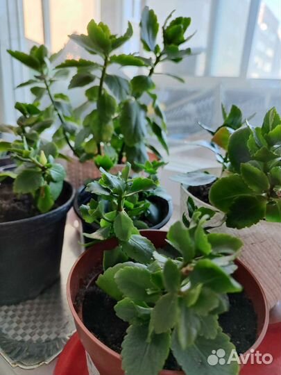 Каланхоэ и Алое