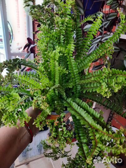 Папоротник cordifolia handy редкость