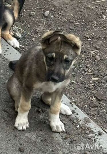 Щенок в добрые руки бесплатно