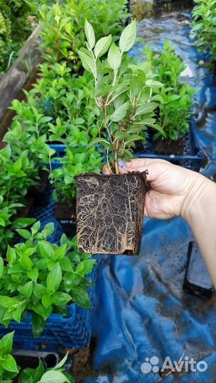 Гортензия метельчатая