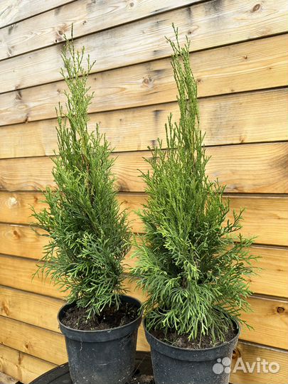 Туя смарагд 40-60см