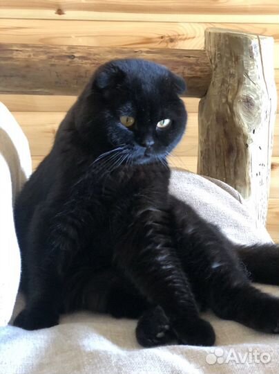 Вислоухий кот