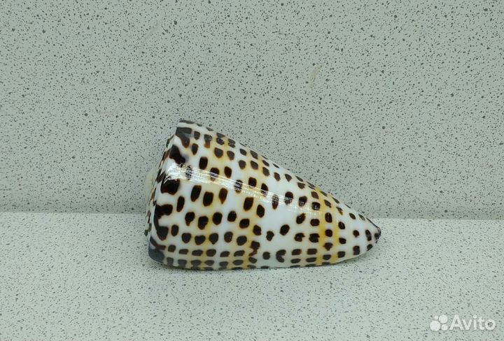 Конус Литератус 6,3 морская ракушка раковина