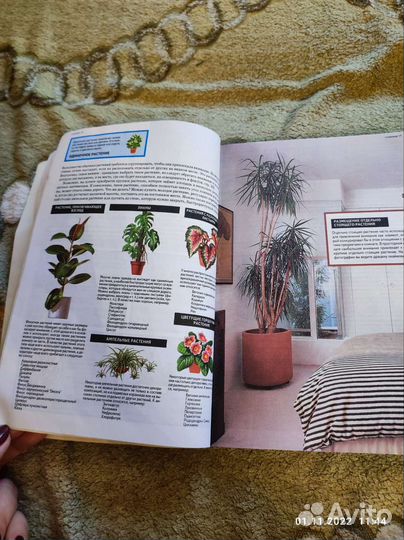 Всё о комнатных растениях
