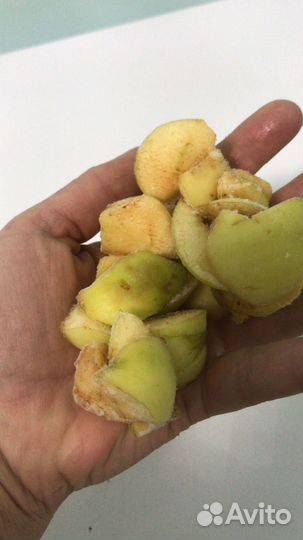 Яблоки белый налив