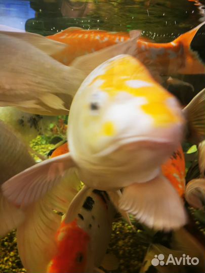 Продажа карпов кои