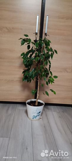 Фикус бенджамина