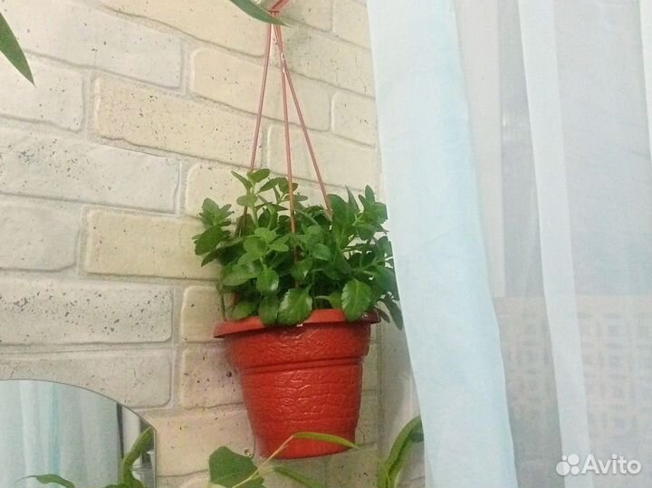 Шефлеракаланхоэ