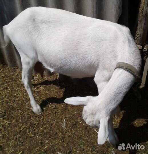 Зааненская дойная коза